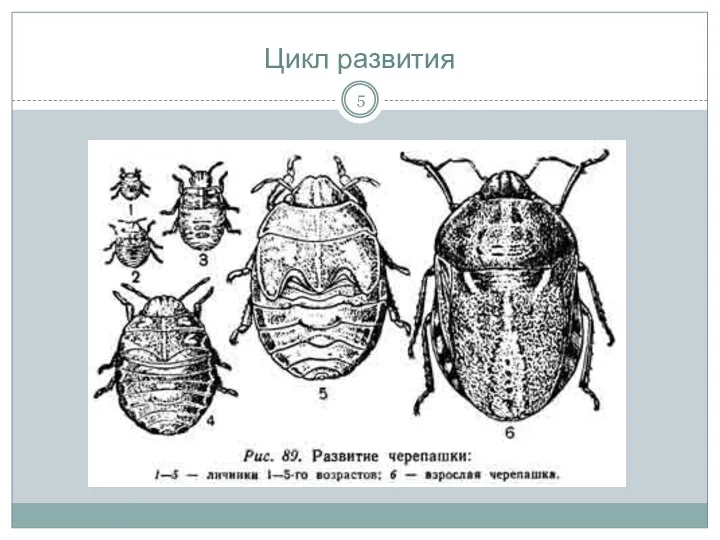 Цикл развития