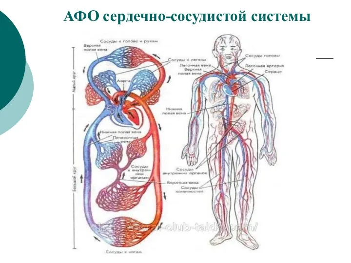 АФО сердечно-сосудистой системы