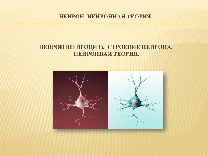 НЕЙРОН. НЕЙРОННАЯ ТЕОРИЯ. . НЕЙРОН (НЕЙРОЦИТ). СТРОЕНИЕ НЕЙРОНА. НЕЙРОННАЯ ТЕОРИЯ.