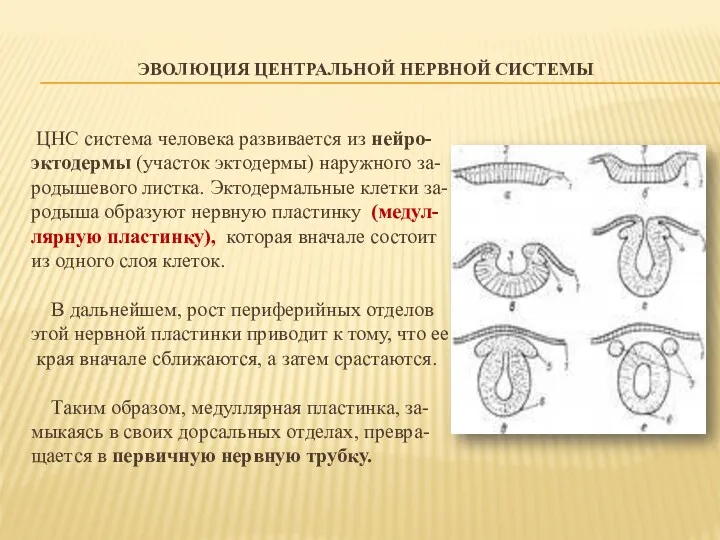 ЭВОЛЮЦИЯ ЦЕНТРАЛЬНОЙ НЕРВНОЙ СИСТЕМЫ ЦНС система человека развивается из нейро-