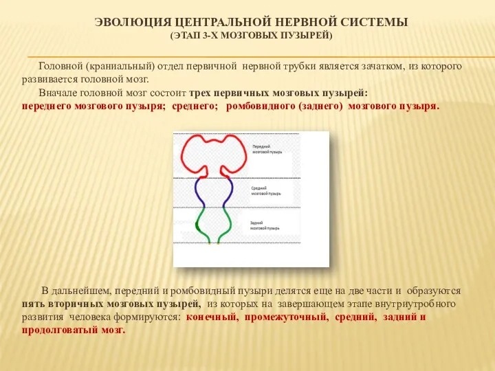 ЭВОЛЮЦИЯ ЦЕНТРАЛЬНОЙ НЕРВНОЙ СИСТЕМЫ (ЭТАП 3-Х МОЗГОВЫХ ПУЗЫРЕЙ) Головной (краниальный)