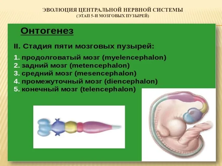 ЭВОЛЮЦИЯ ЦЕНТРАЛЬНОЙ НЕРВНОЙ СИСТЕМЫ (ЭТАП 5-И МОЗГОВЫХ ПУЗЫРЕЙ)