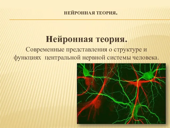 НЕЙРОННАЯ ТЕОРИЯ. нейронная теория. Современные представления о структуре и функциях центральной нервной системы человека.