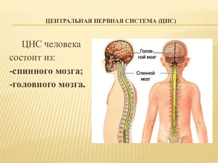 ЦЕНТРАЛЬНАЯ НЕРВНАЯ СИСТЕМА (ЦНС) ЦНС человека состоит из: -спинного мозга; -головного мозга.