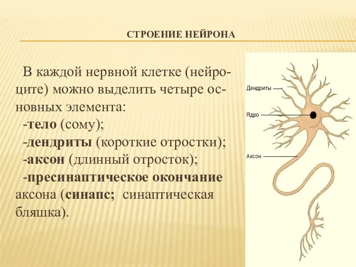 СТРОЕНИЕ НЕЙРОНА В каждой нервной клетке (нейро- ците) можно выделить