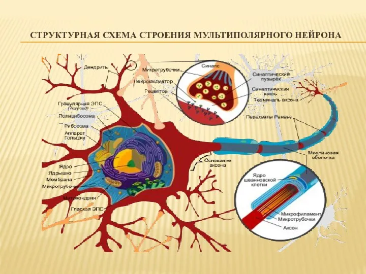 СТРУКТУРНАЯ СХЕМА СТРОЕНИЯ МУЛЬТИПОЛЯРНОГО НЕЙРОНА