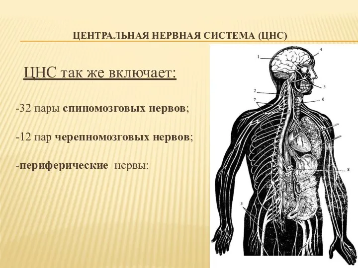 ЦЕНТРАЛЬНАЯ НЕРВНАЯ СИСТЕМА (ЦНС) ЦНС так же включает: -32 пары