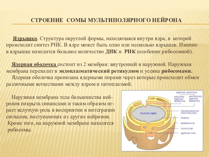 СТРОЕНИЕ СОМЫ МУЛЬТИПОЛЯРНОГО НЕЙРОНА Ядрышко. Структура округлой формы, находящаяся внутри