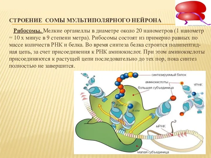 СТРОЕНИЕ СОМЫ МУЛЬТИПОЛЯРНОГО НЕЙРОНА Рибосомы. Мелкие органеллы в диаметре около