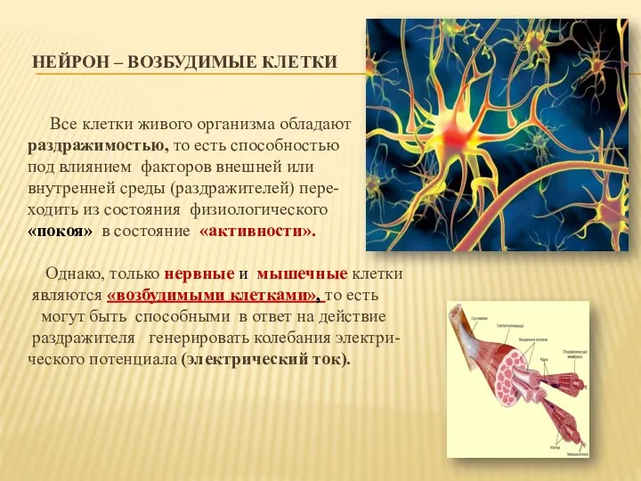 НЕЙРОН – ВОЗБУДИМЫЕ КЛЕТКИ Все клетки живого организма обладают раздражимостью,