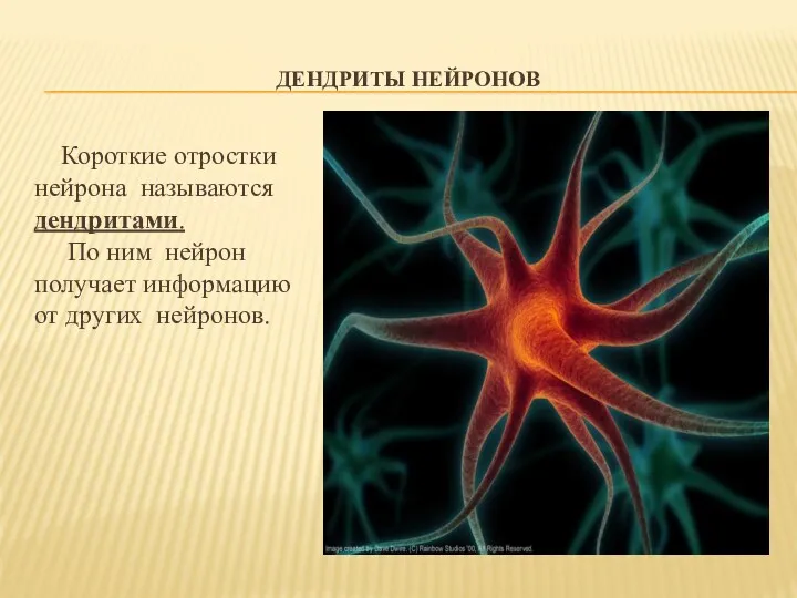 ДЕНДРИТЫ НЕЙРОНОВ Короткие отростки нейрона называются дендритами. По ним нейрон получает информацию от других нейронов.