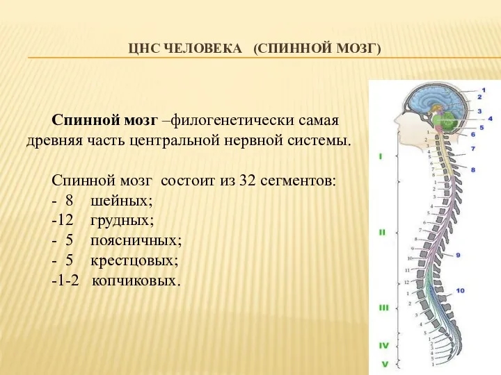 ЦНС ЧЕЛОВЕКА (СПИННОЙ МОЗГ) Спинной мозг –филогенетически самая древняя часть