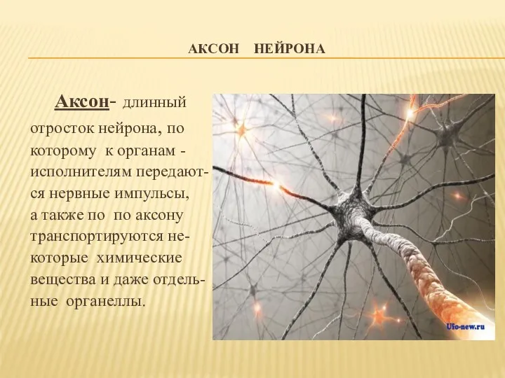 АКСОН НЕЙРОНА Аксон- длинный отросток нейрона, по которому к органам