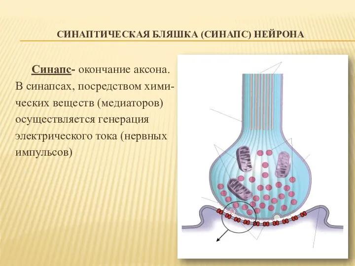 СИНАПТИЧЕСКАЯ БЛЯШКА (СИНАПС) НЕЙРОНА Синапс- окончание аксона. В синапсах, посредством