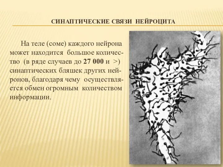 СИНАПТИЧЕСКИЕ СВЯЗИ НЕЙРОЦИТА На теле (соме) каждого нейрона может находится