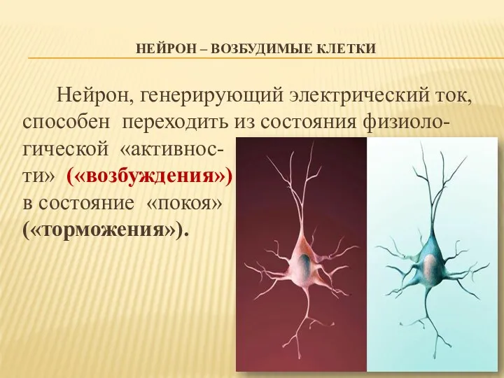 НЕЙРОН – ВОЗБУДИМЫЕ КЛЕТКИ Нейрон, генерирующий электрический ток, способен переходить