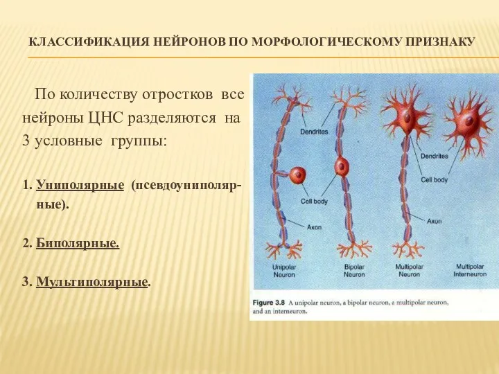 КЛАССИФИКАЦИЯ НЕЙРОНОВ ПО МОРФОЛОГИЧЕСКОМУ ПРИЗНАКУ По количеству отростков все нейроны