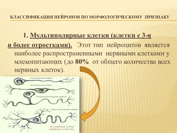 КЛАССИФИКАЦИЯ НЕЙРОНОВ ПО МОРФОЛОГИЧЕСКОМУ ПРИЗНАКУ 1. Мультиполярные клетки (клетки с