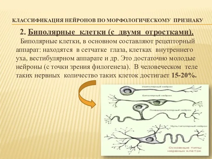 КЛАССИФИКАЦИЯ НЕЙРОНОВ ПО МОРФОЛОГИЧЕСКОМУ ПРИЗНАКУ 2. Биполярные клетки (с двумя