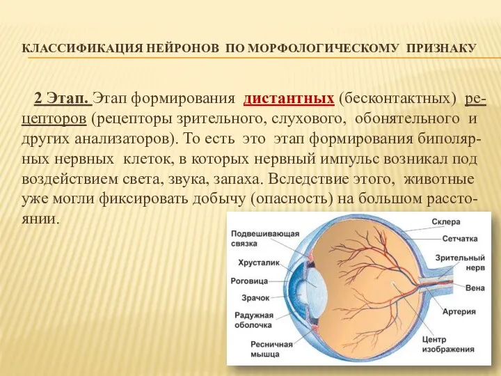 КЛАССИФИКАЦИЯ НЕЙРОНОВ ПО МОРФОЛОГИЧЕСКОМУ ПРИЗНАКУ 2 Этап. Этап формирования дистантных