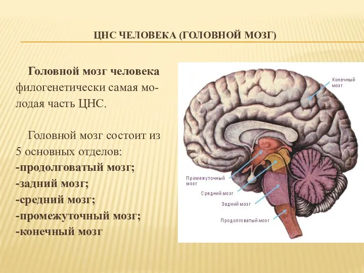 ЦНС ЧЕЛОВЕКА (ГОЛОВНОЙ МОЗГ) Головной мозг человека филогенетически самая мо-