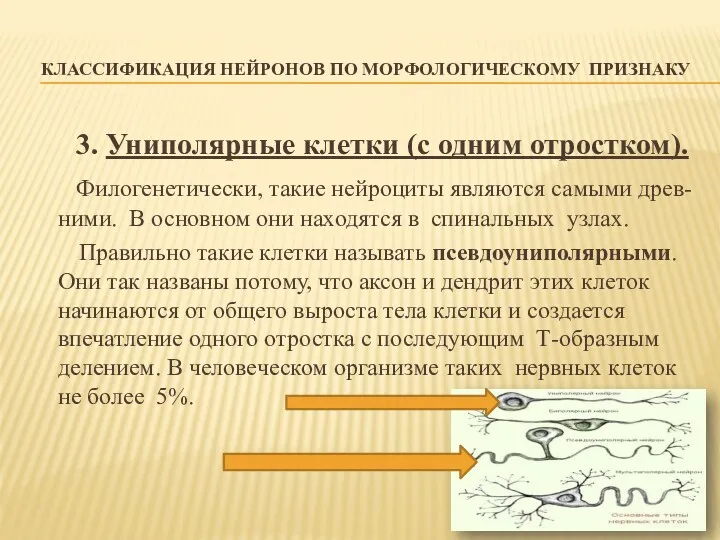 КЛАССИФИКАЦИЯ НЕЙРОНОВ ПО МОРФОЛОГИЧЕСКОМУ ПРИЗНАКУ 3. Униполярные клетки (с одним