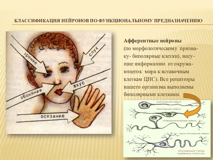 КЛАССИФИКАЦИЯ НЕЙРОНОВ ПО ФУНКЦИОНАЛЬНОМУ ПРЕДНАЗНАЧЕНИЮ Афферентные нейроны (по морфологическому призна-