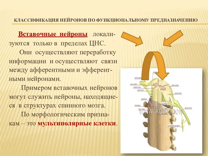 КЛАССИФИКАЦИЯ НЕЙРОНОВ ПО ФУНКЦИОНАЛЬНОМУ ПРЕДНАЗНАЧЕНИЮ Вставочные нейроны локали- зуются только