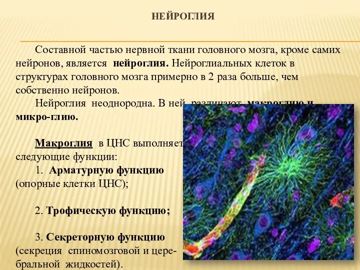 НЕЙРОГЛИЯ Составной частью нервной ткани головного мозга, кроме самих нейронов,