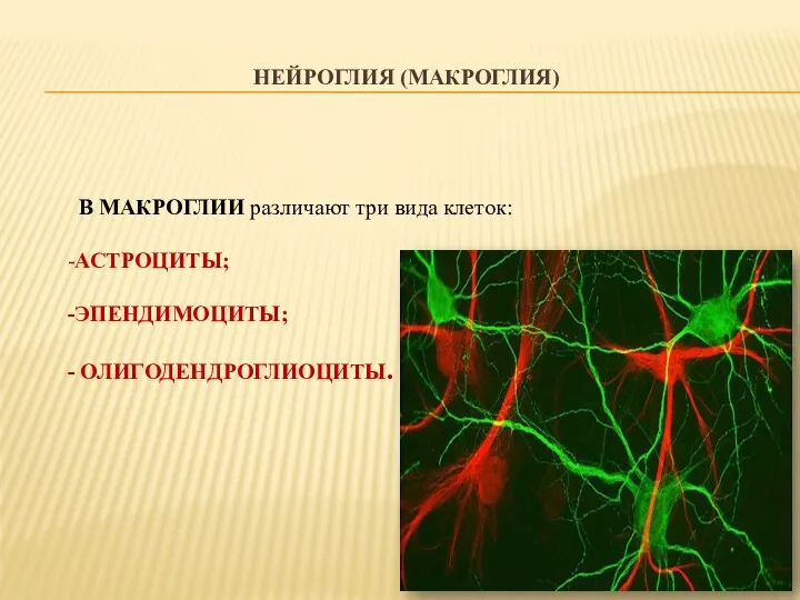 НЕЙРОГЛИЯ (МАКРОГЛИЯ) В МАКРОГЛИИ различают три вида клеток: -АСТРОЦИТЫ; -ЭПЕНДИМОЦИТЫ; - ОЛИГОДЕНДРОГЛИОЦИТЫ.