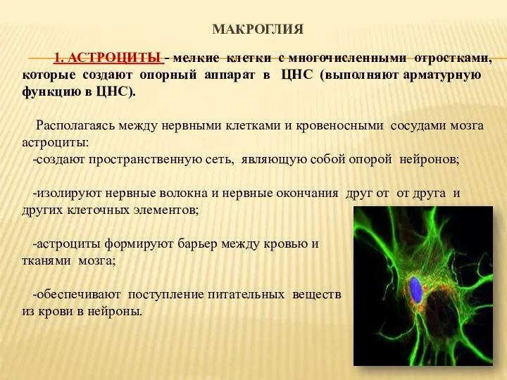 МАКРОГЛИЯ 1. АСТРОЦИТЫ - мелкие клетки с многочисленными отростками, которые