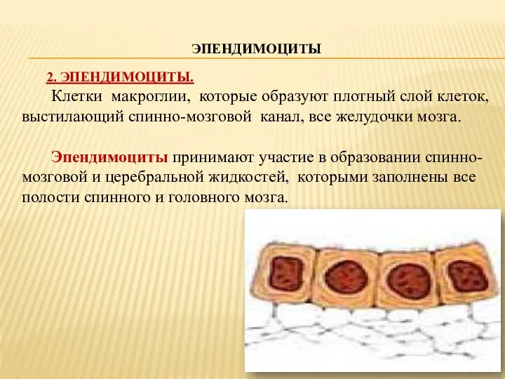 ЭПЕНДИМОЦИТЫ 2. ЭПЕНДИМОЦИТЫ. Клетки макроглии, которые образуют плотный слой клеток,