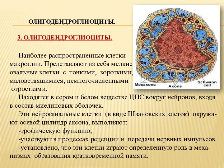 ОЛИГОДЕНДРОГЛИОЦИТЫ. 3. ОЛИГОДЕНДРОГЛИОЦИТЫ. Наиболее распространенные клетки макроглии. Представляют из себя