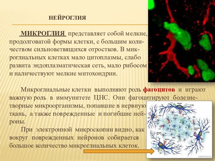 НЕЙРОГЛИЯ МИКРОГЛИЯ представляет собой мелкие, продолговатой формы клетки, с большим