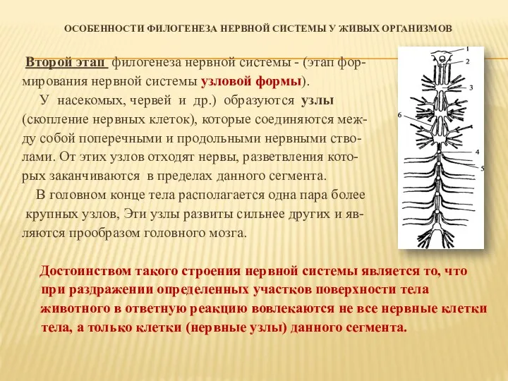 ОСОБЕННОСТИ ФИЛОГЕНЕЗА НЕРВНОЙ СИСТЕМЫ У ЖИВЫХ ОРГАНИЗМОВ Второй этап филогенеза