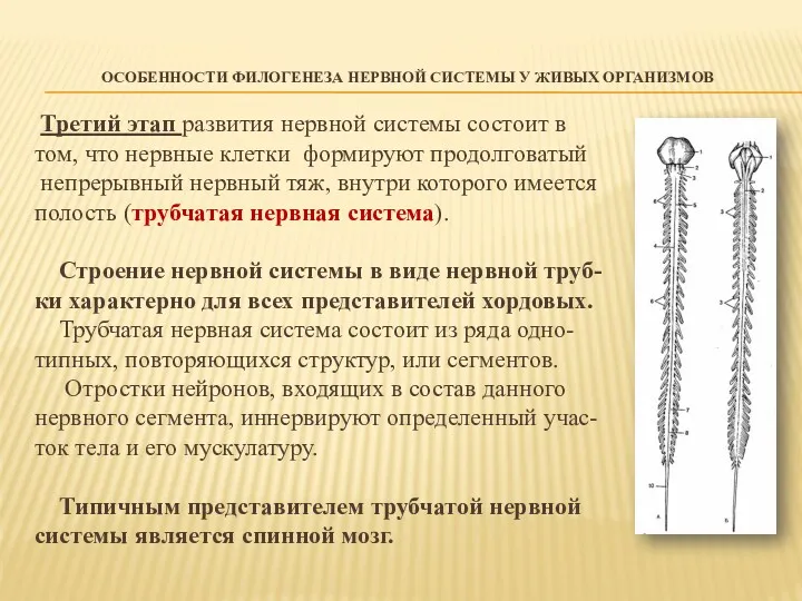 ОСОБЕННОСТИ ФИЛОГЕНЕЗА НЕРВНОЙ СИСТЕМЫ У ЖИВЫХ ОРГАНИЗМОВ Третий этап развития