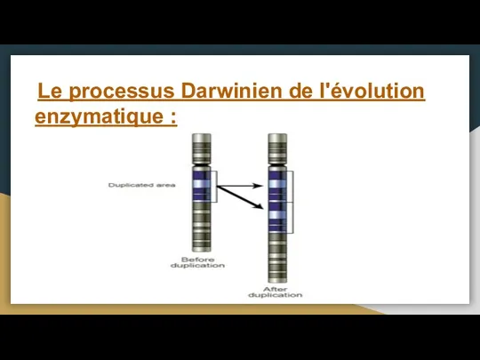 Le processus Darwinien de l'évolution enzymatique :