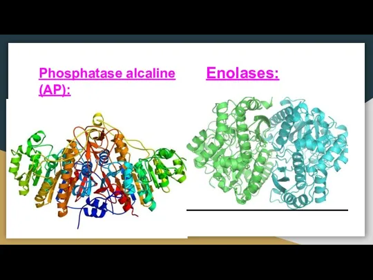 Phosphatase alcaline (AP): Enolases:
