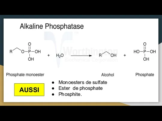 Monoesters de sulfate Ester de phosphate Phosphite. AUSSI