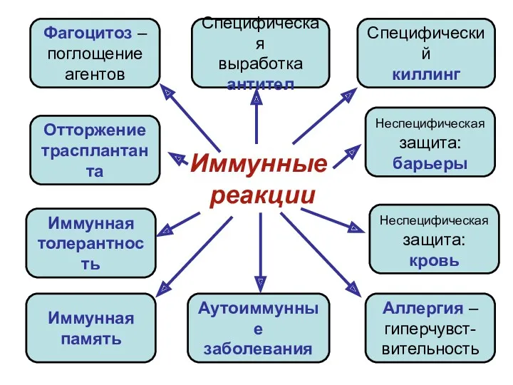 Иммунные реакции Специфическая выработка антител Специфический киллинг Фагоцитоз – поглощение