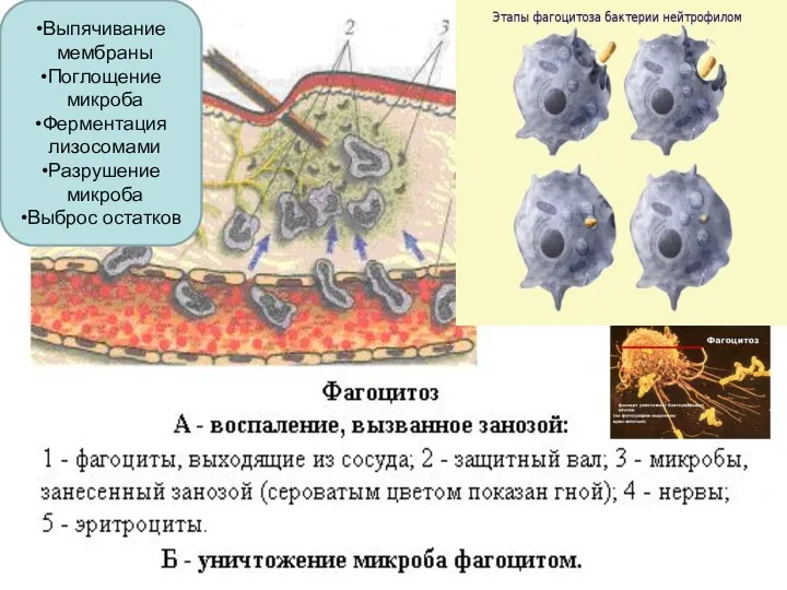 Выпячивание мембраны Поглощение микроба Ферментация лизосомами Разрушение микроба Выброс остатков