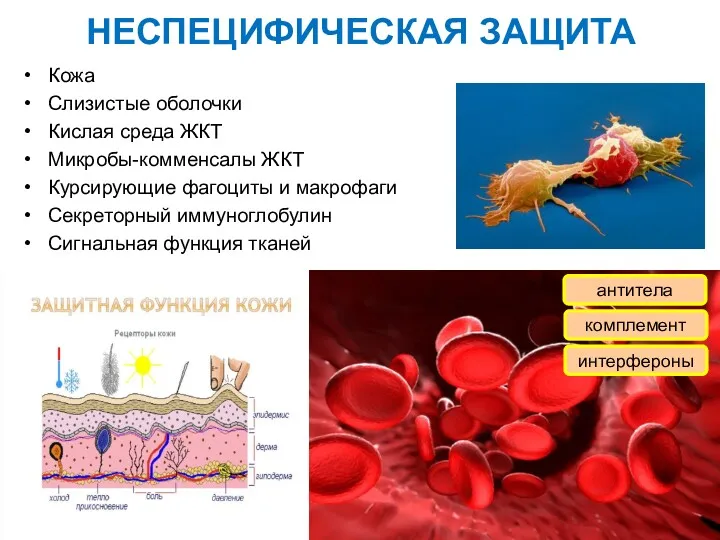 НЕСПЕЦИФИЧЕСКАЯ ЗАЩИТА Кожа Слизистые оболочки Кислая среда ЖКТ Микробы-комменсалы ЖКТ