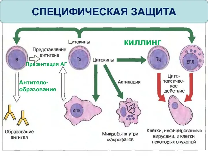 СПЕЦИФИЧЕСКАЯ ЗАЩИТА киллинг Антитело-образование Презентация АГ