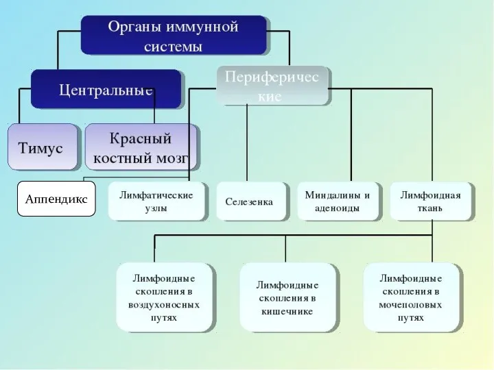 Аппендикс