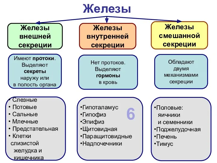 Железы Железы внешней секреции Железы внутренней секреции Железы смешанной секреции