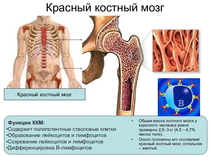 Красный костный мозг Красный костный мозг Функции ККМ: Содержит полипотентные