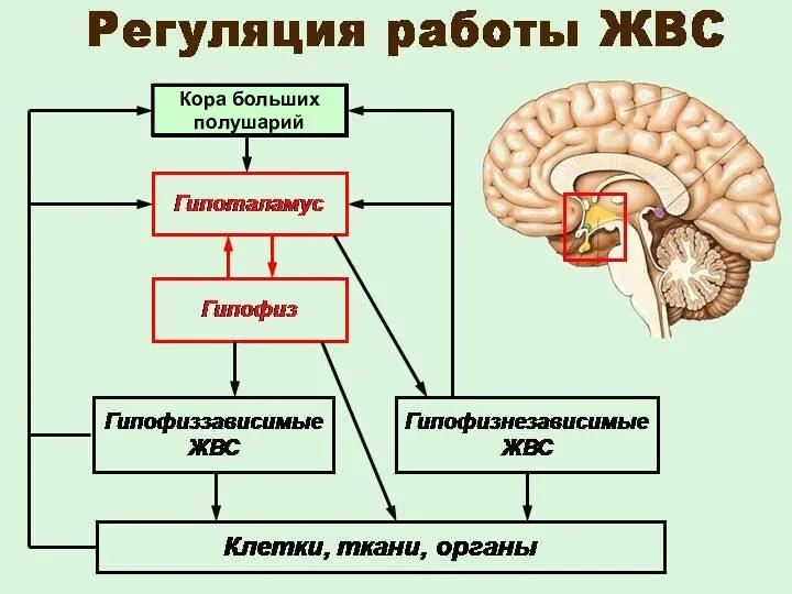 Кора больших полушарий