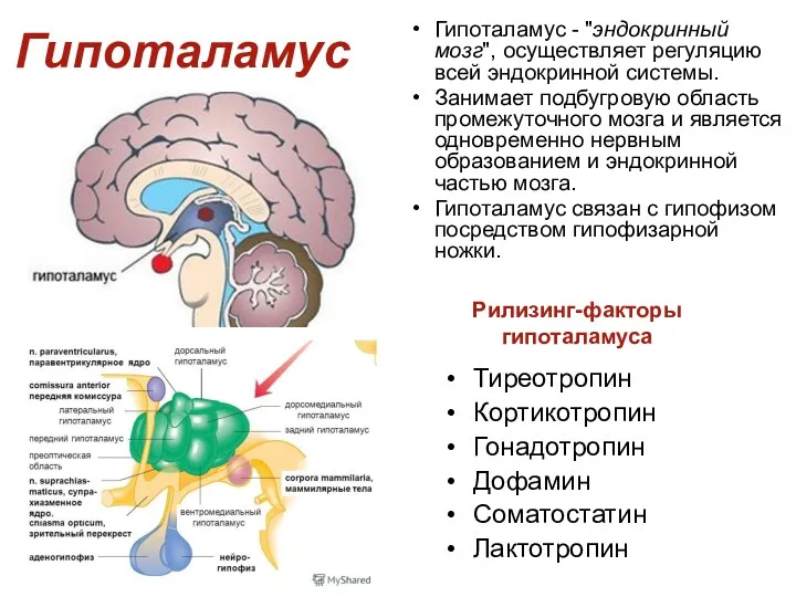 Гипоталамус Гипоталамус - "эндокринный мозг", осуществляет регуляцию всей эндокринной системы.