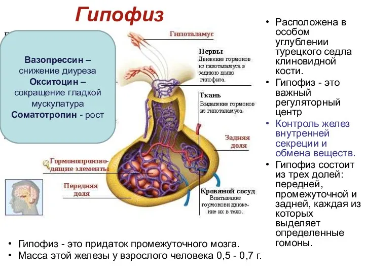 Гипофиз Расположена в особом углублении турецкого седла клиновидной кости. Гипофиз