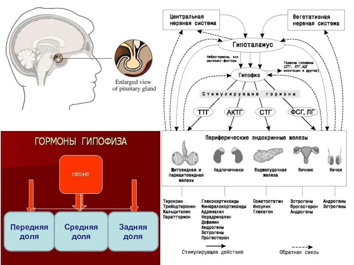 Передняя доля Средняя доля Задняя доля